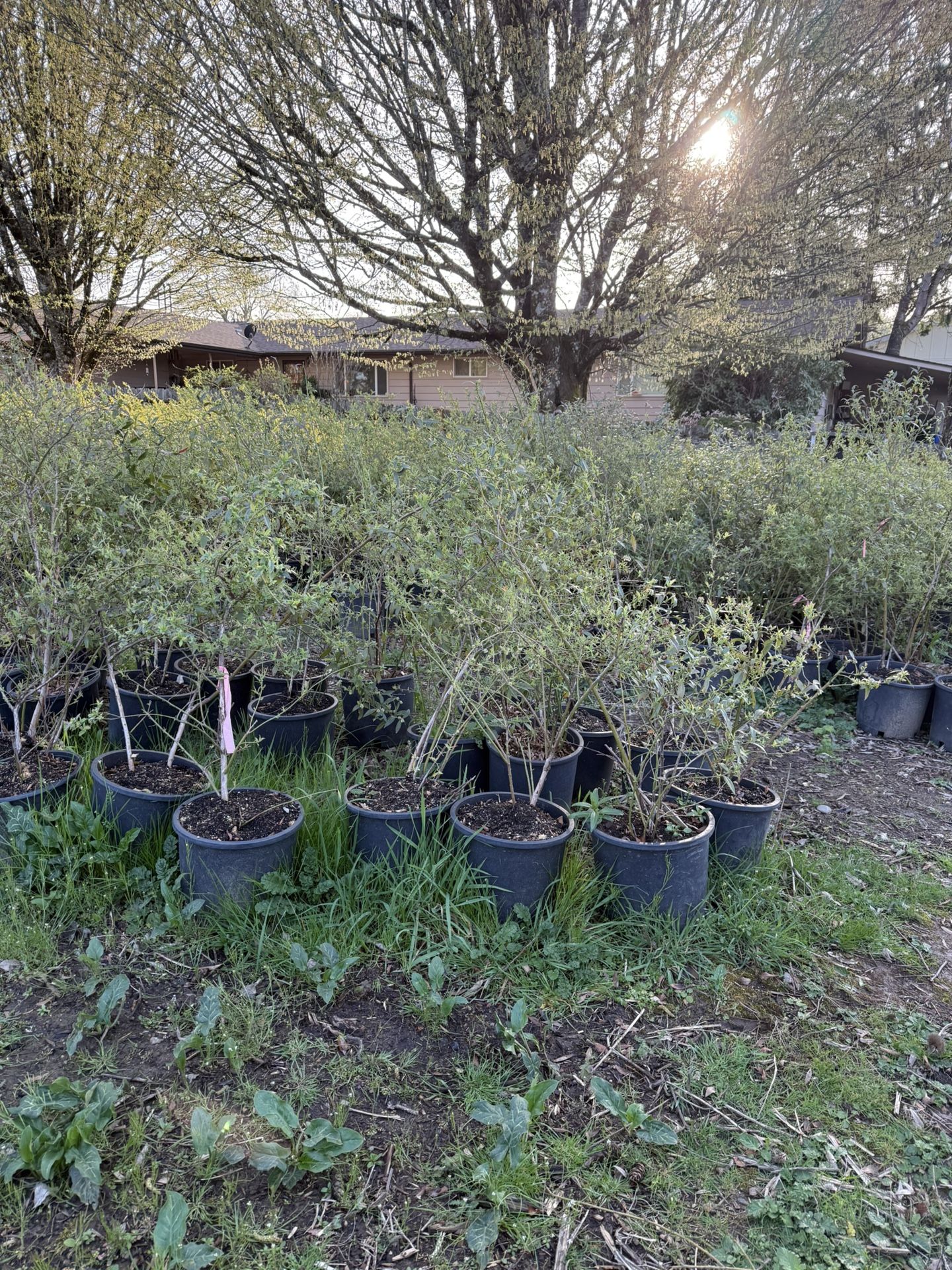 Blueberry Plants For Sale