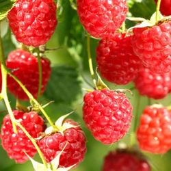 Raspberry Starter Plant Fully Grown In 1 Gallon Pot