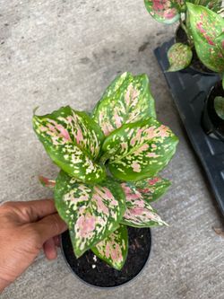 4” pot Chinese evergreen pink Valentine; 95820