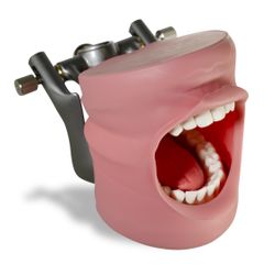 Acadental ModuPRO DH Plus Typodont – Used in Good Condition Acadental ModuPRO DH Plus typodont model in good condition. Great for dental hygiene stude