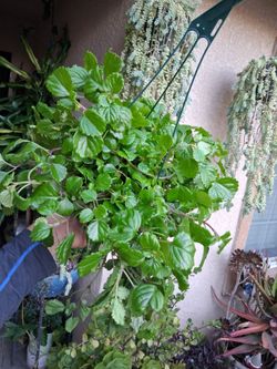 Creepy Charlie "La Millonaria" Plant $18