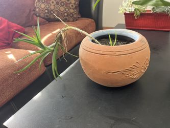 Small Aloe Plant And Terracotta Planter