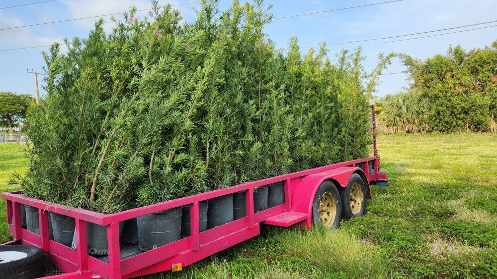 Huge Podocarpus For Instant Privacy Hedges Green Fencing Privacy Plants Plantas Para Privacidad