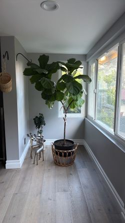 Plant