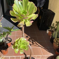 3 ft Tall Purple Aeonium Succulent Plant