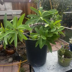 Planta