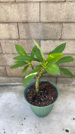 Plumeria yellow flowers