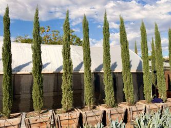 Italian cypress 24 gal 10 feet tall when planted