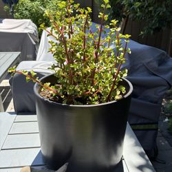 Elephant Plant+pot