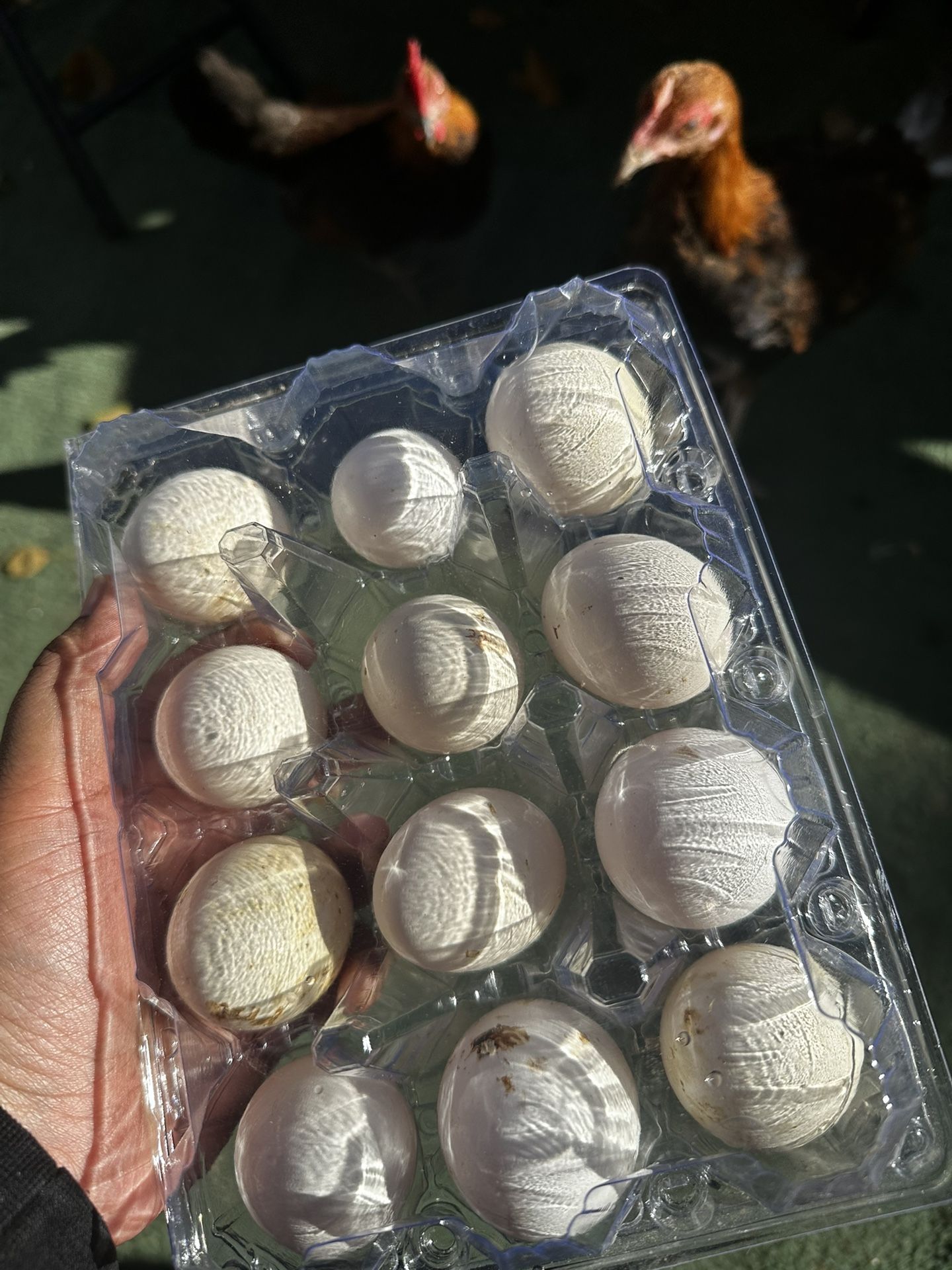Fertilized Eggs