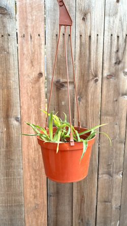 Hanging Spider Plant