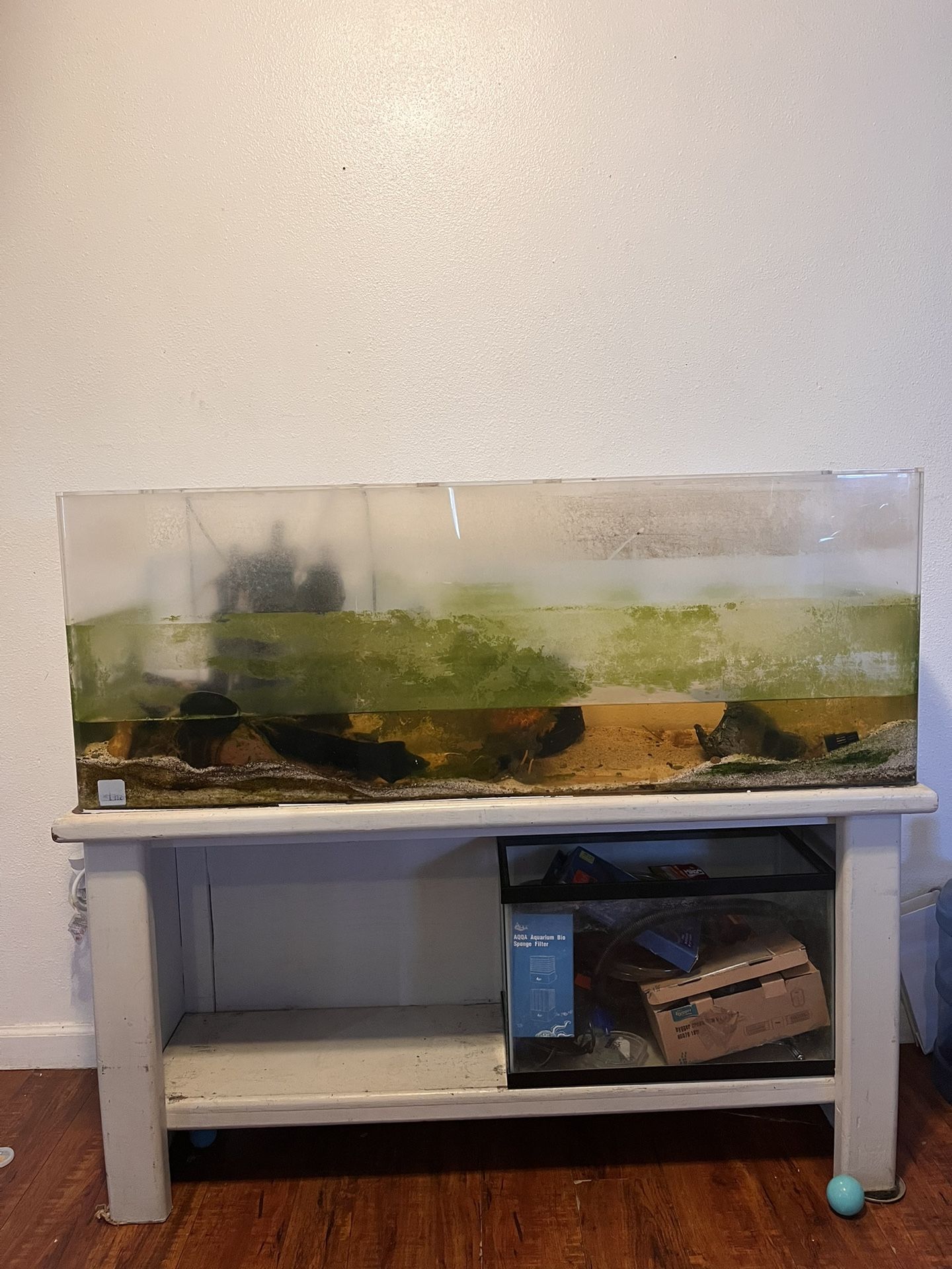 Big Fish Tank