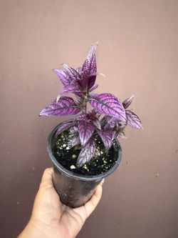 4” Persian shield plant