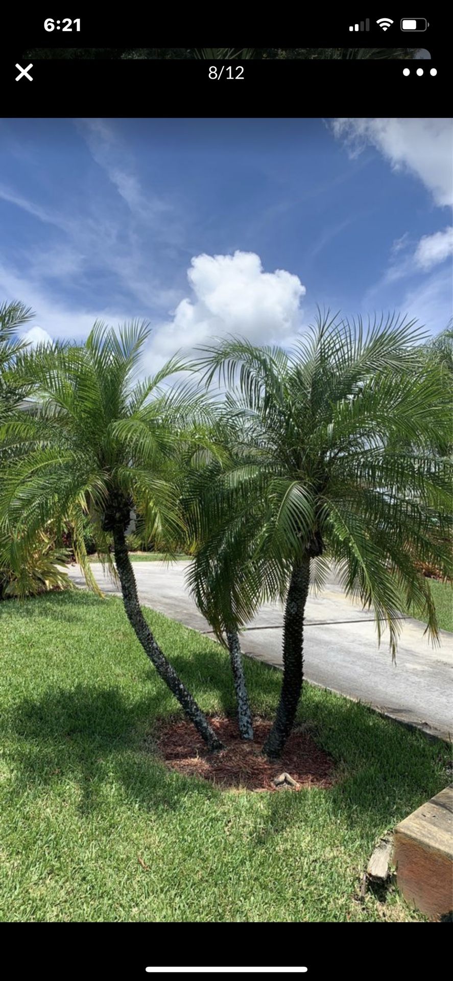 TRIPLE ROBELLINI PALM
