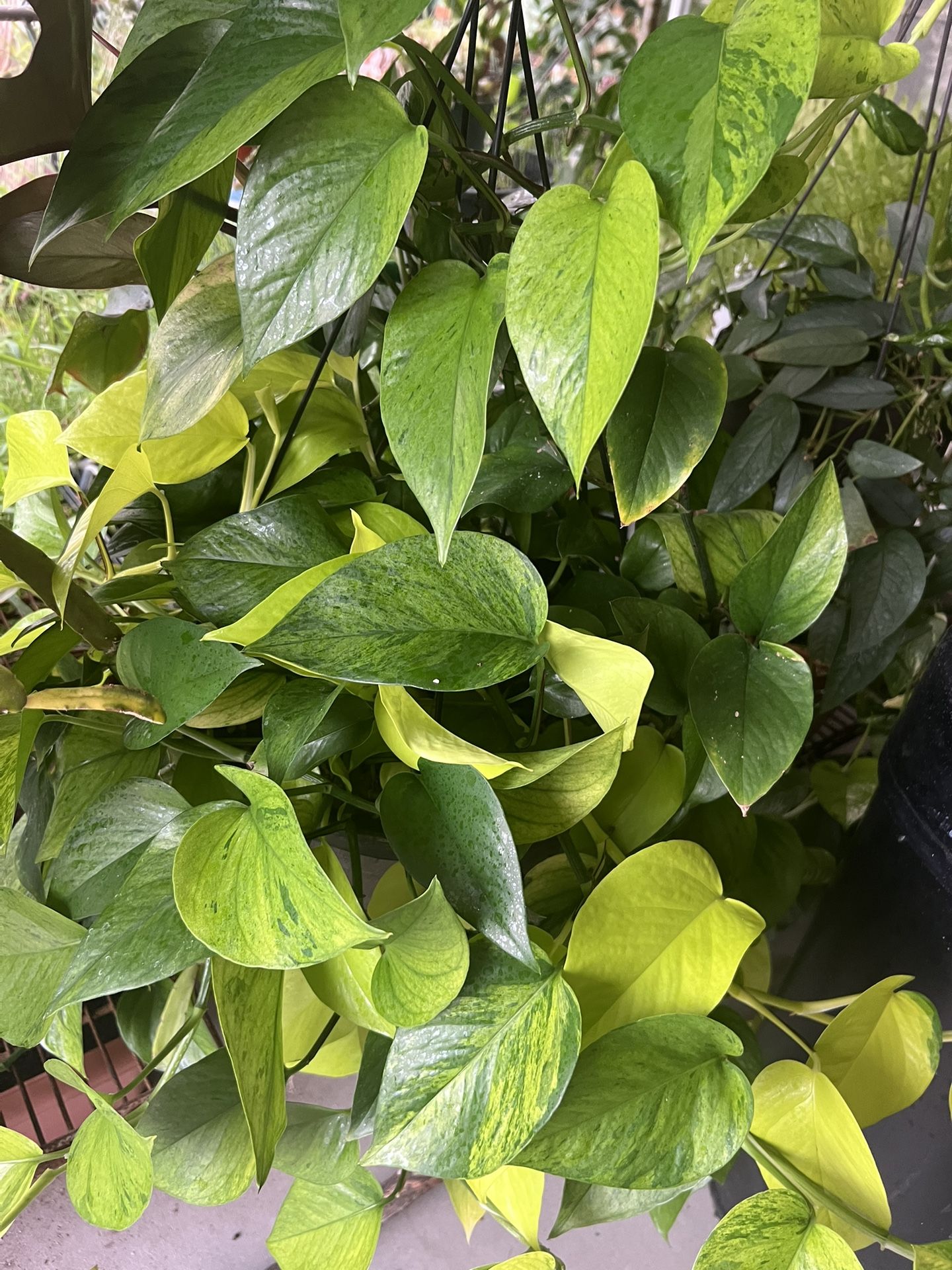 Jessenia Pothos Cutting