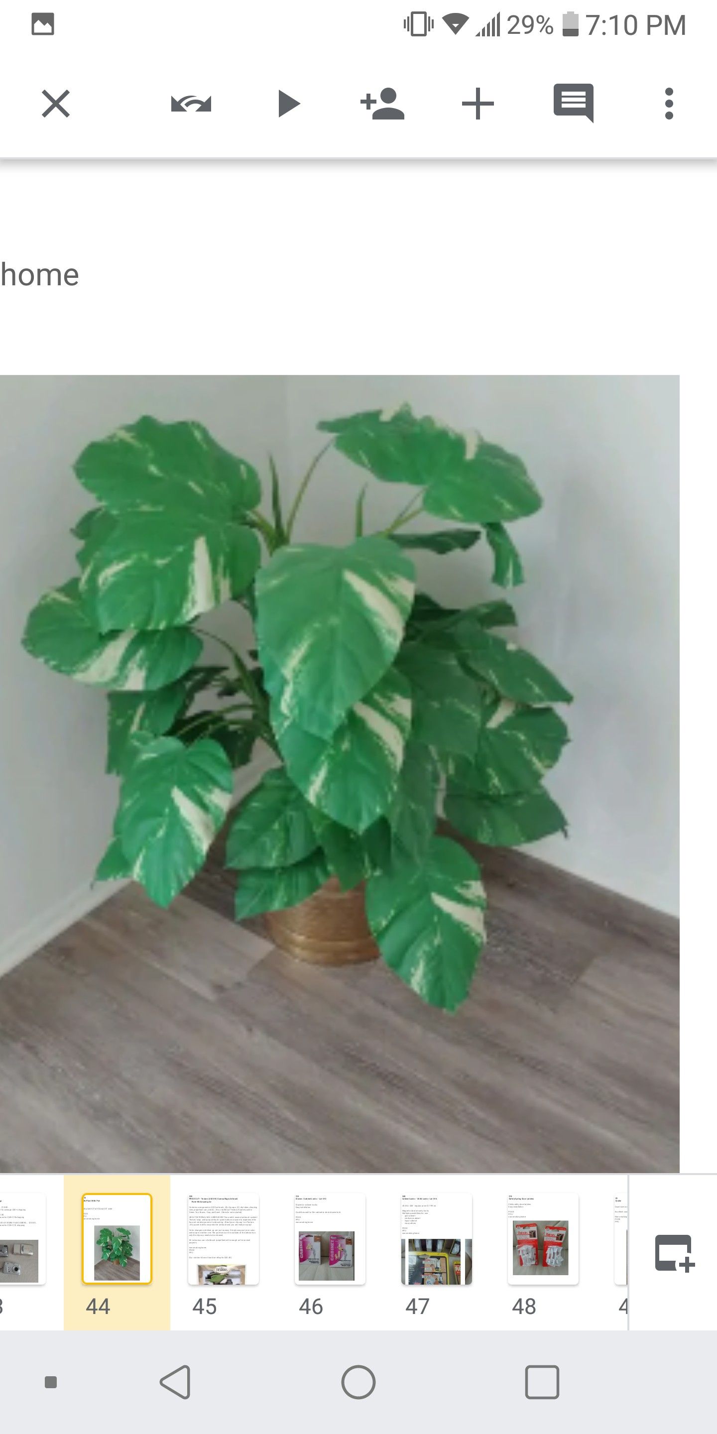Silk Plant With Pot