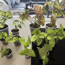 Syngoniums, Syngoniums, Syngoniums!