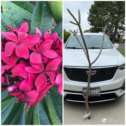 Hilo Beauty 6ft Cutting