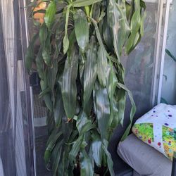 Real House Plant of SD 🌱