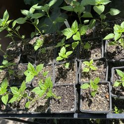 Pepper Plants Plantas De Chile