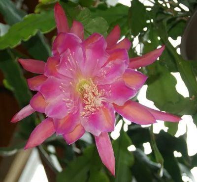 Orchid Cactus- Epiphyllum -Monastery Garden-Potted
