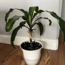 Dracaena fragrans  Corn Plant In A 1 Gallon Pot