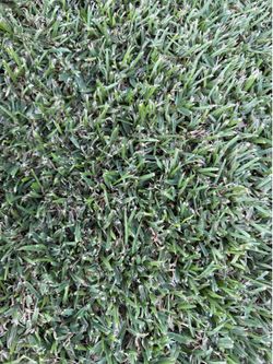 St. Augustine grass.