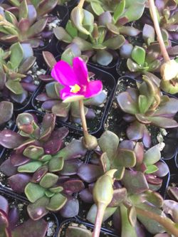 Succulents 2”