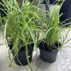 Plants $5 For Both!