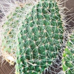 Opuntia Prickly Pear Cactus Cuttings 🌵✂️ 