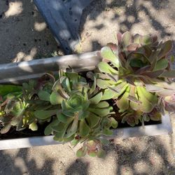 Succulents 