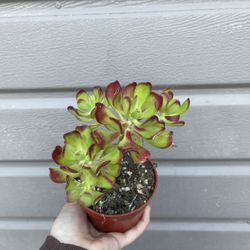 4” Sedum Dendroideum