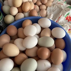 Chicken Eggs