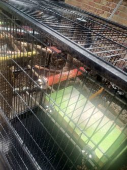 Big bird or critter cage