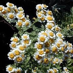 Check Put My Ticktock To Buy