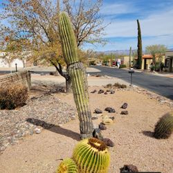 No More Leaning Saguaro Cactus 