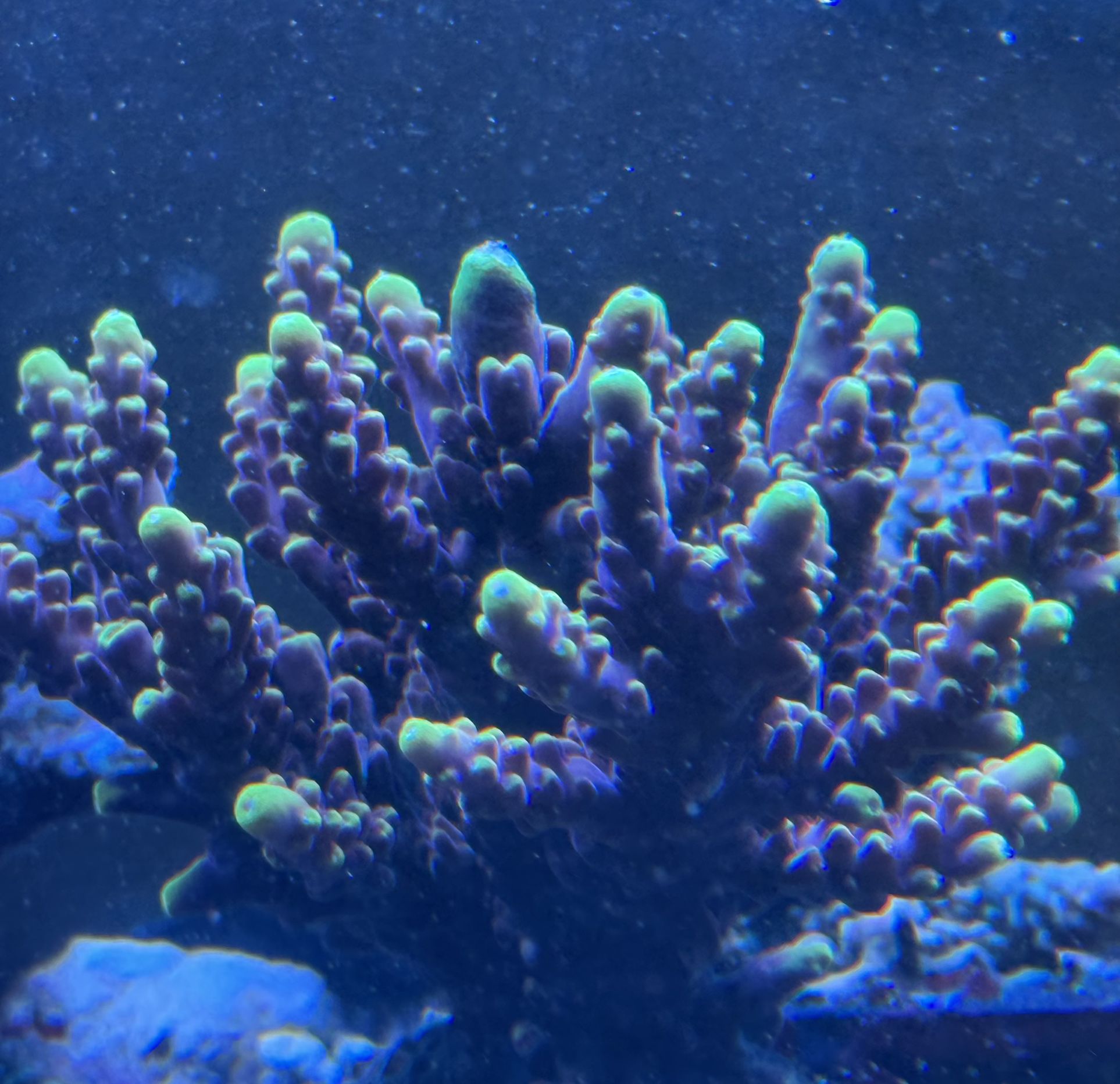 JF Foxflame Acro Frag 1”
