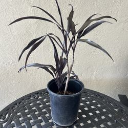 Cordyline Black Ti Plant