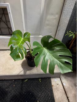 Tropical plant