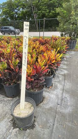 🍂 Vibrant "Mammy" Crotons – 3-Gallon Pots only $8!