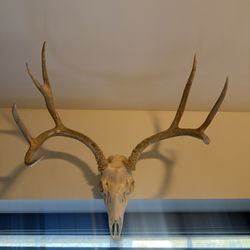 Large Deer Skull with Wide Antlers 
