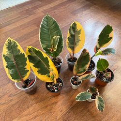 Variegated ficus plants