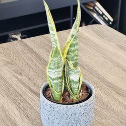 Cute Ceramic Pot With Sensevieria Plant