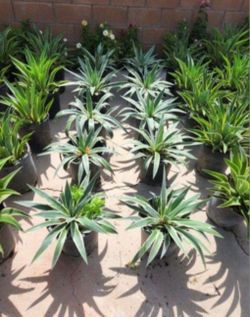 Huge Plant Selection