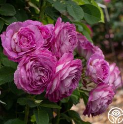 Lavender Crush Climbing Rose Tree