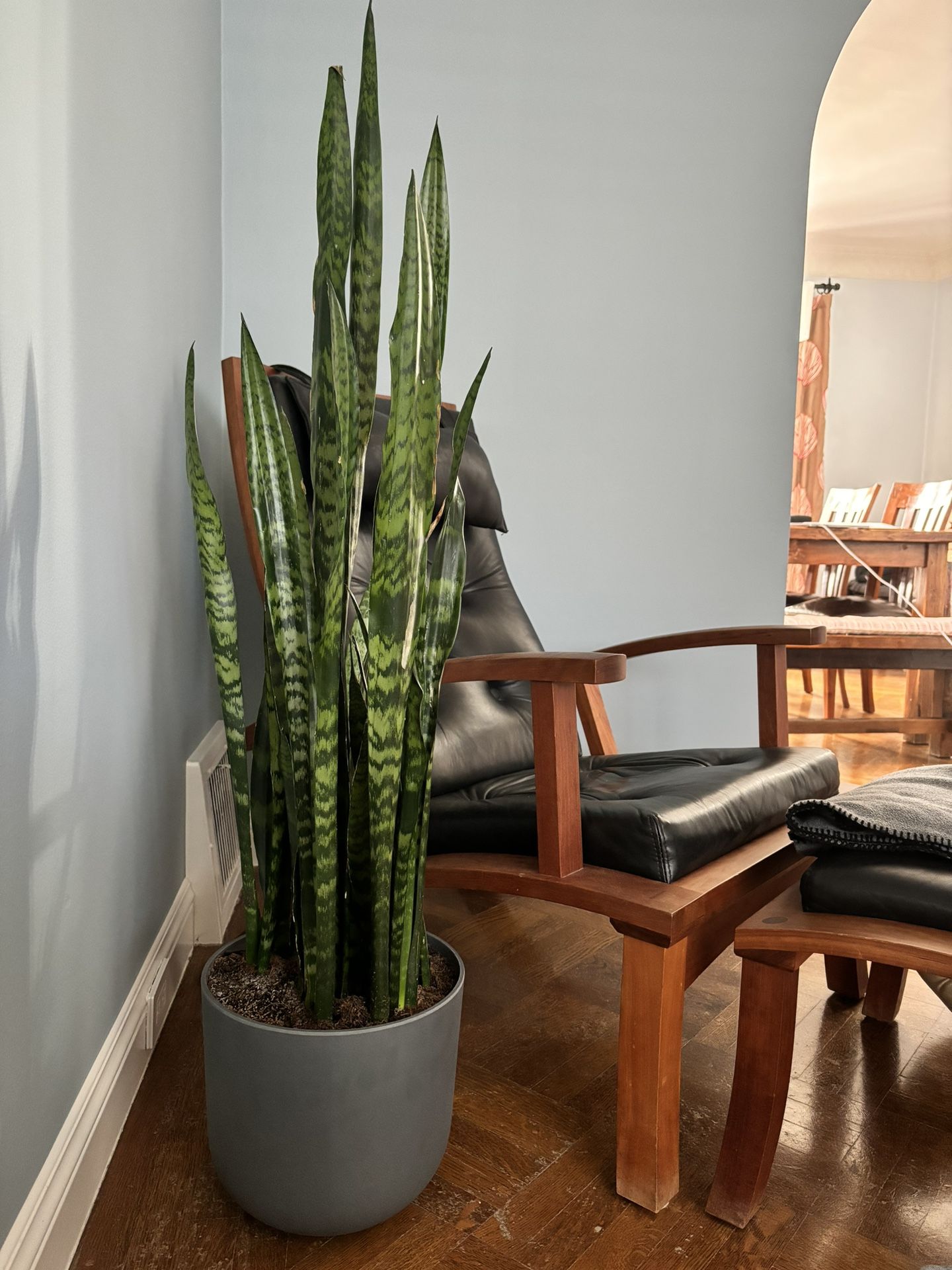 Green Snake Plant in Iron Gray Pot (Easyplant)