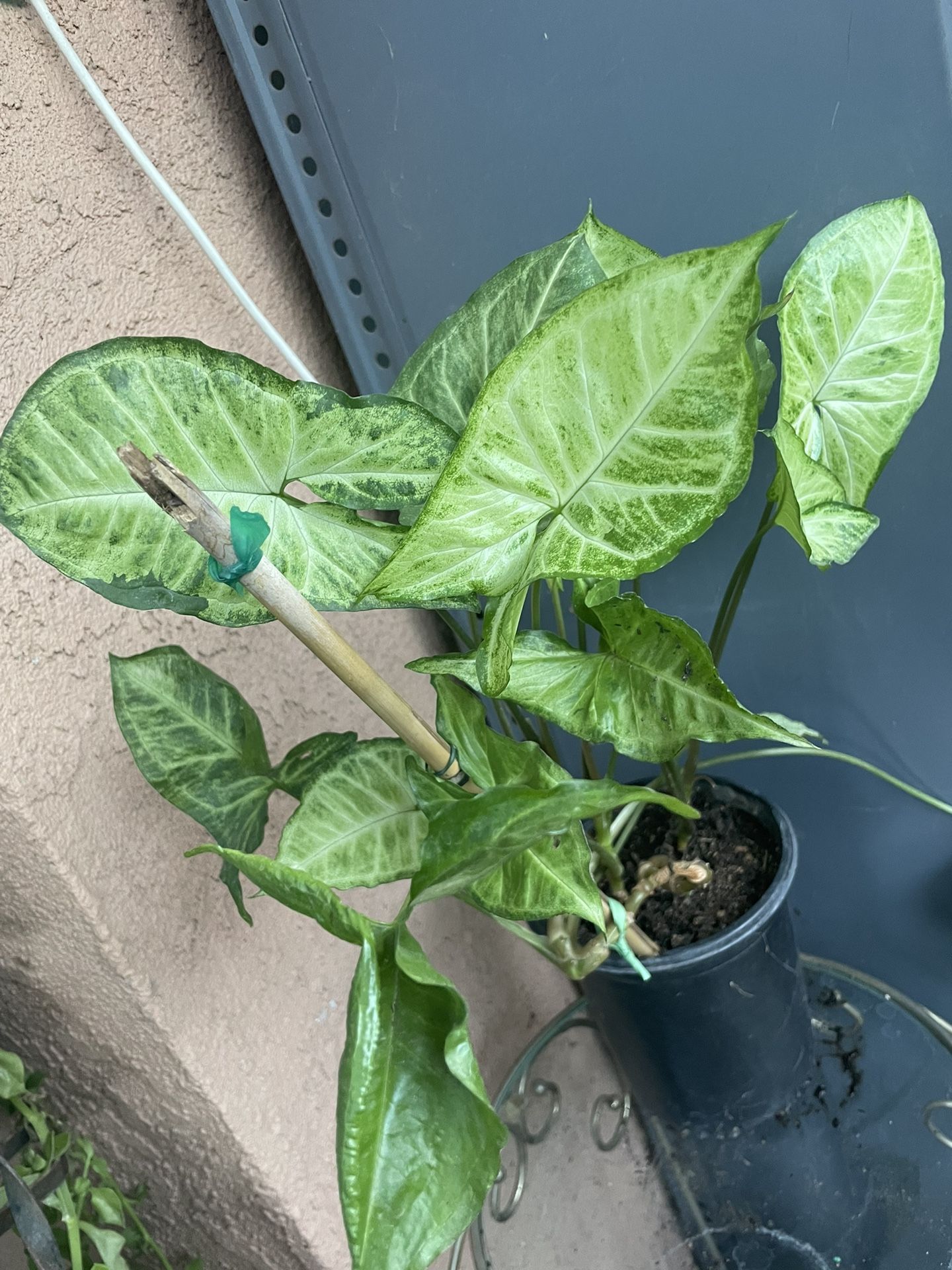 HERMOSAS PLANTAS NATURALES “SYNGONIUM PLANT”