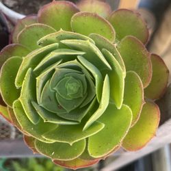 Succulents $1 Each