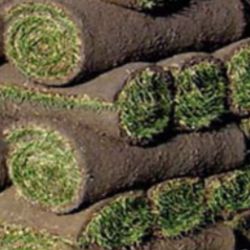 Fresh Sod 