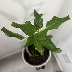 Aubrey Ficus Indoor Plant